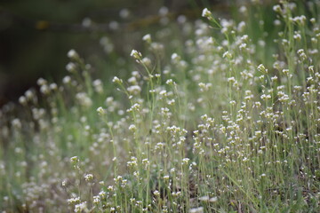 Tiny white flower (Bittercress) field soft focus 