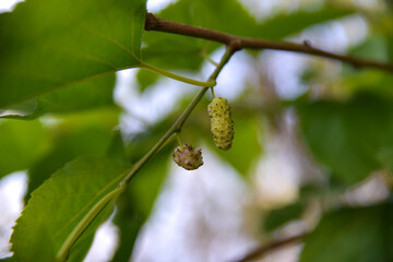 White mulberry in the palm of a man&rsquo;s hand and a green background with white mulberry tree paper, Fresh white berries, The palm of a hand holds the fruit of the wild tree berries, Cranberry