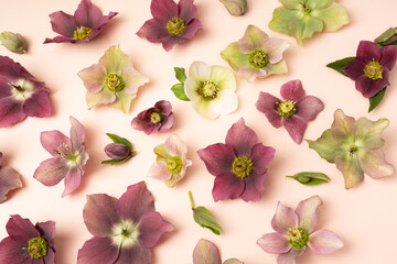 Beautiful variety of hellebore blooms floral flat lay - obrazy, fototapety, plakaty