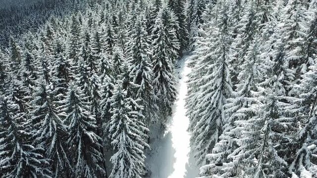 Dog sledding in forest, aerial top down opening view