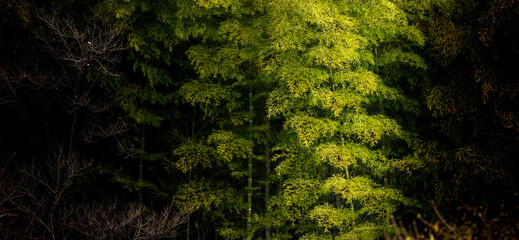 The bamboo shows up in the morning sunlight.