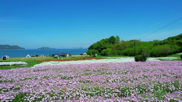 三豊市フラワーパークうらしま