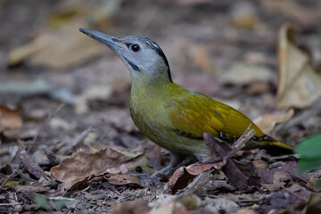 Black-naped Woodpecker female on tree and on ground