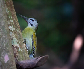 Black-naped Woodpecker female on tree and on ground