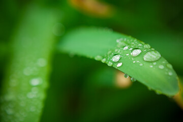 葉っぱの上の雨粒
