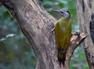 Black-naped Woodpecker female on tree and on ground