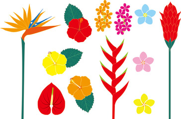 Fototapeta premium 南国の花 ベクターイラスト