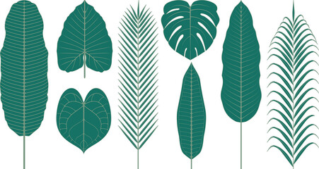Fototapeta premium 熱帯植物の葉 ベクターイラスト