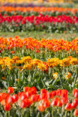 Close up shot of Tulip flowers in the fields of Holland, Michigan