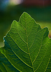 Close-up view of fresh green figs leaf