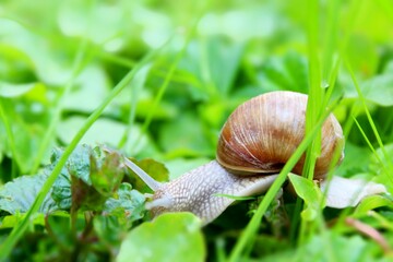 snail on a green leaf