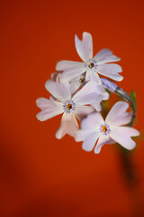 Flower blossom macro Phlox sabulata L. family polemoniaceae botanical modern background high quality big size educational print