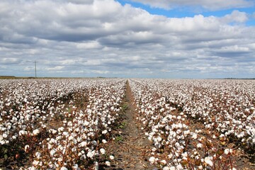 Beautiful fluffy cottons in a cotton field, Queensland, Australia.