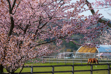 春の浦河町 優駿さくらロードの桜
