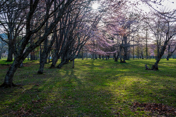 春の浦河町 優駿さくらロードの桜
