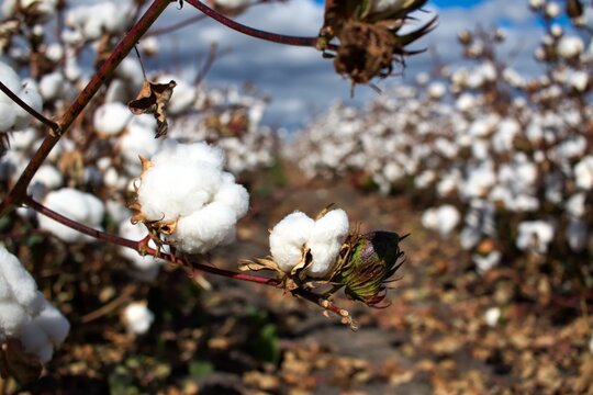 Beautiful Fluffy Cottons In A Cotton Field, Queensland, Australia.