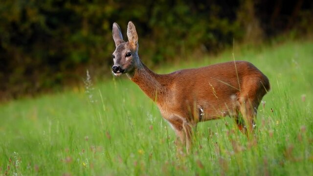 European roe deer (Capreolus capreolus) female in morning light, animal in sunny meadow