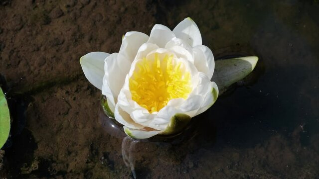 4K time Lapse footage of blooming white waterlily flower from full blossom back to bud, close up b roll shot top view.