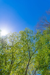 Fototapeta premium 新緑