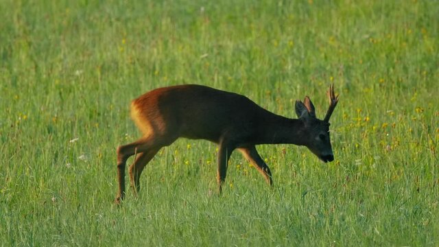 European roe deer (Capreolus capreolus) male buck in rut looking for female