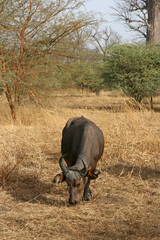 Buffle Nain (syncerus cafer nanus)