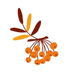 Rowan berries. Vector on an isolated background. A flat simple illustration of the fruit of a rowan tree with yellow orange brown leaves. Sticker, an element of autumn decor.
