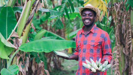 African farmer using tablet for  research the banana in organic farm.Agriculture or cultivation concept