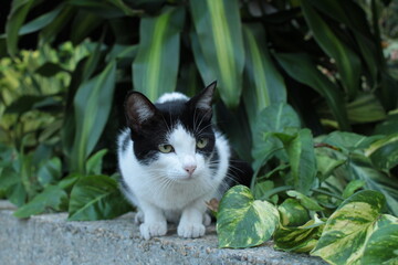 Portrait of a cat