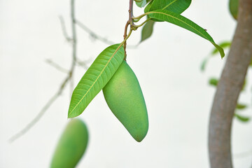 Close up of green mango on a mango tree