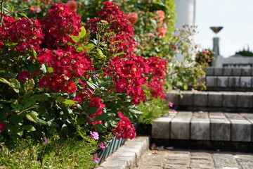 rose flower garden in spring