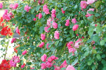 rose flower garden in spring