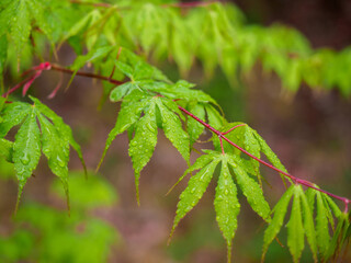 イロハモミジ　新緑　雨の雫