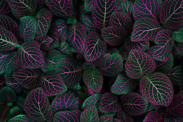 Colorful leaf texture, for background. Neon purple with dark emerald green color fittonia albivenis plants. Tropical houseplant top view.