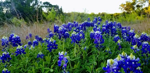 Obraz premium flowers in the meadow