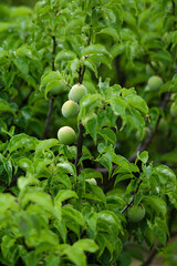 green fruits in the garden