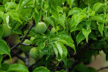 close up of a green apple