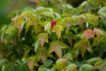 red and green leaves