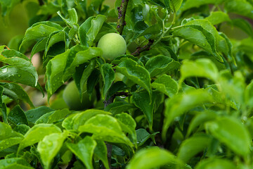 Fototapeta premium green fruit growing in a garden