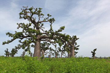 baobab durant la saison des pluies au Sénégal