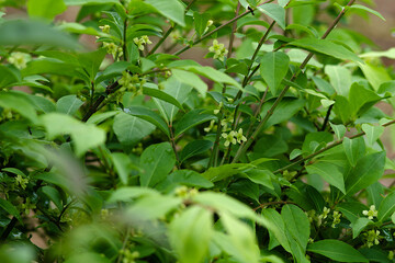 leaves in the garden