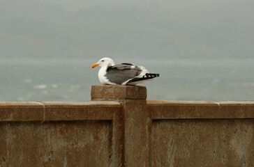 Seagull on a wall
