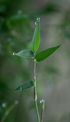 water droop on the leaf

