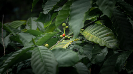 Fototapeta na wymiar Coffee tree 