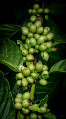 green coffee  peas in a pod