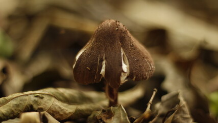 mushroom in the forest