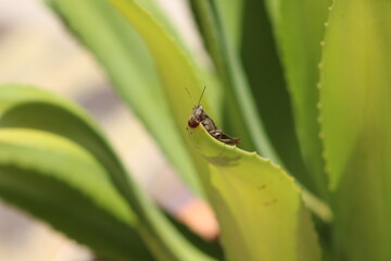 Grasshopper on a leaf
