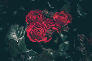 Schöne Rose im Vintage-Stil  Naturhintergrund © joeycheung