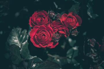 Schöne Rose im Vintage-Stil  Naturhintergrund © joeycheung