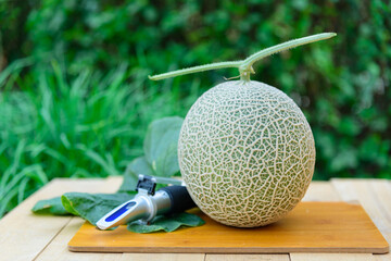 Fresh green melon on wood plate