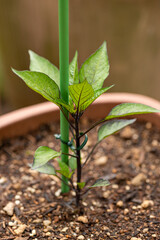 Planted seedling of purple chili pepper (Capsicum annuum) in Japan